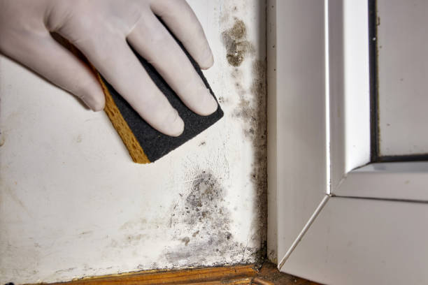 Water damage restoration mold remediation in Annandale, VA